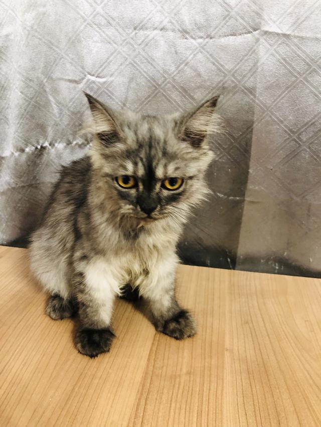 น้องแมวพันธุ์ หิมาลายันผสมชินชิล่า เพศหญิง