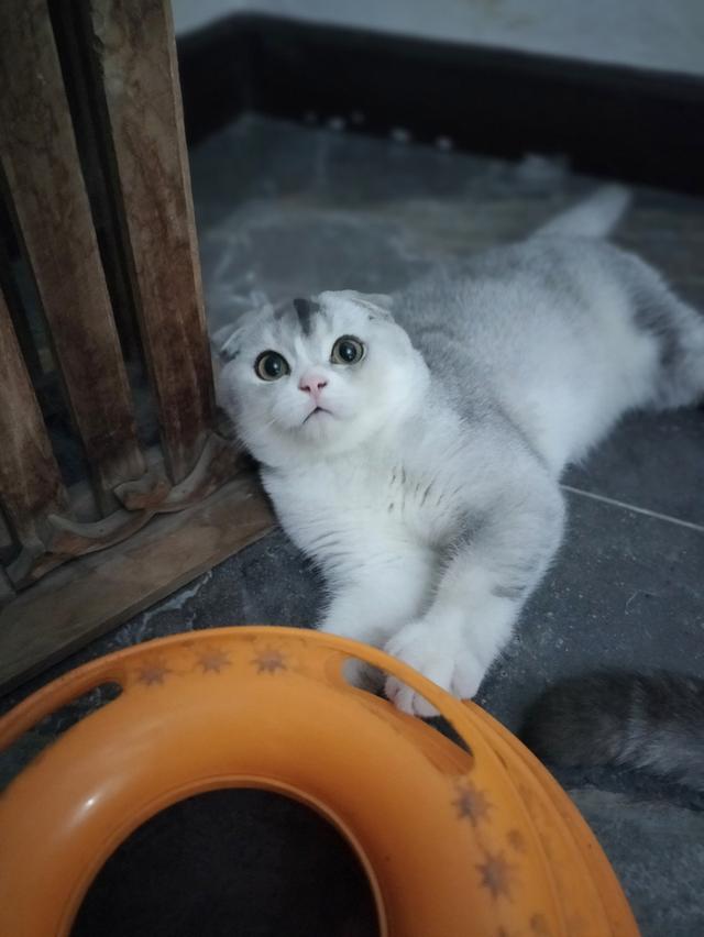 Scottish fold  3