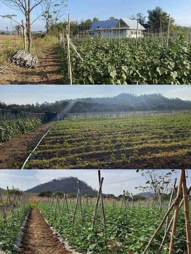 ขายที่ดินปากช่อง คลองม่วง เขาใหญ่ 4 ไร่ ขายถูกไร่ละ 1.2 ล้าน วิวเขาสวย พร้อมบ้านพัก ที่สูงแอากาศดี แปลงสวยใกล้ภูเขา เหมาะปลูกบ้านพักตากอากาศ น้ำไฟครบ 1