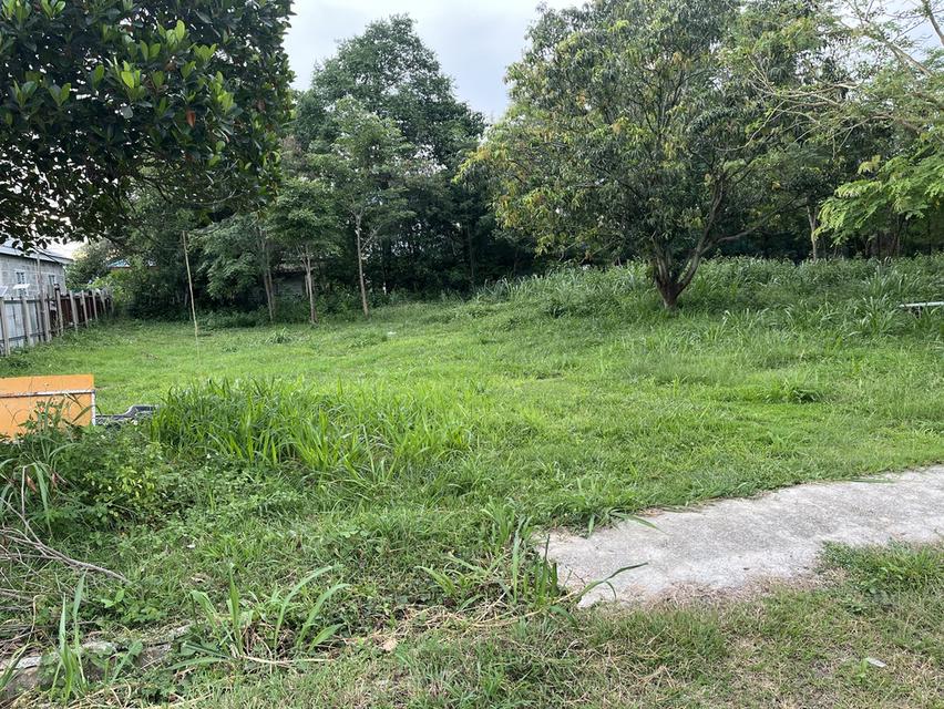 ขายที่ดิน อ.มวกเหล็ก จ.สระบุรี 296 ตรว. โทร 086-403-3985 089-109-7914 11