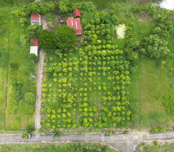 ขายที่ดินเปล่า หนองจอก 2 ไร่ 84 ตร.ว. ติดคลองธรรมชาติ ผังสีเขียว เงียบ ร่มรื่น 5
