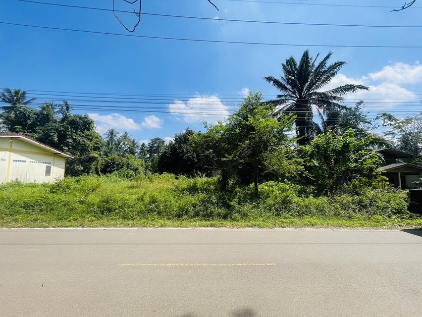 ที่ดินเปล่าขนาด85ตารางวา 3