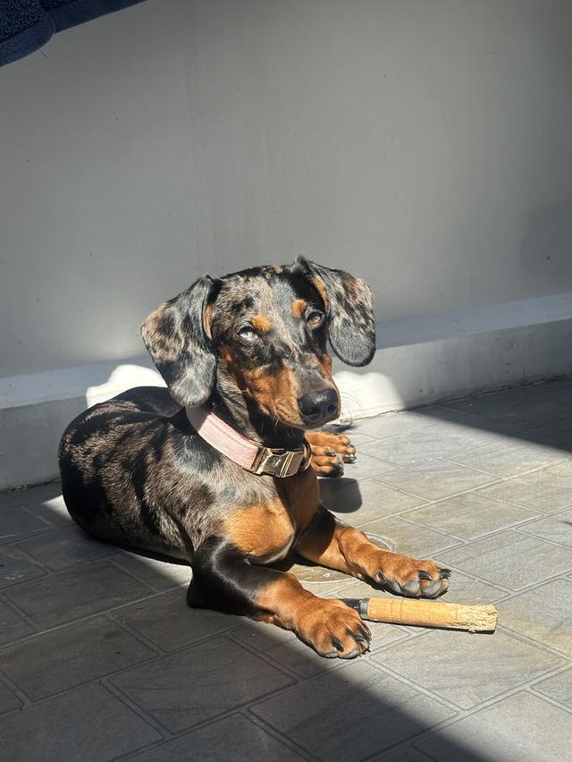 Dachshund puppy 6 months blue eyes, fully vaccinated รูปที่ 3
