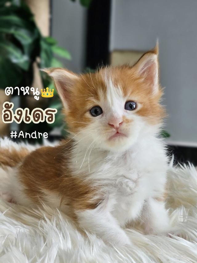 เปิดจอง ลูกแมวเมนคูน