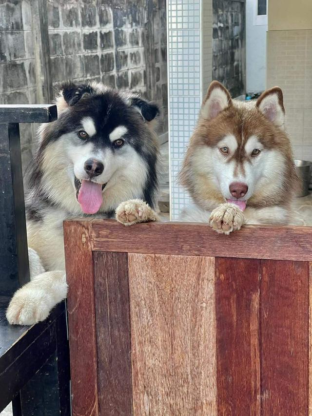 เปิดจองน้องไซบีเรียนพร้อมหมี