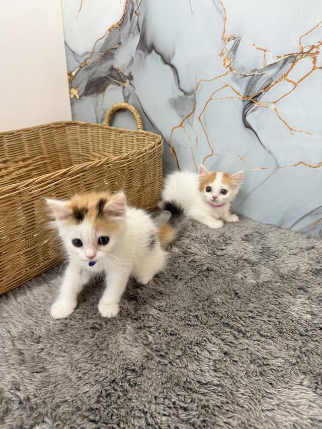 ลูกแมวพันธุ์สก๊อตติช รูปที่ 2