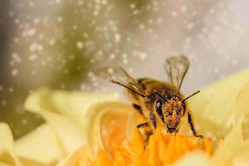 ประโยชน์เกสรผึ้ง ดีอย่างไรต่อสุขภาพ 2