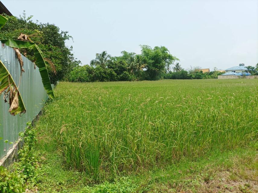 ขายที่ดิน 11ไร่95ตร.ว. ต.ป่าป้อง อ.ดอยสะเก็ด จ.เชียงใหม่ 4