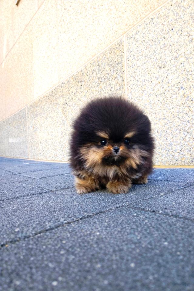 ปอมเมอเรเนียน Black & Tan หน้าหมี ขนาดเล็กมาก เพศผู้ นำเข้าจากเกาหลี รูปย่อยที่ 3