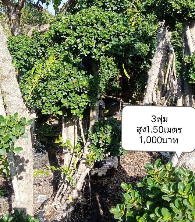 ไทรต่อยอดช้อนเงินช้อนทอง รูปที่ 3