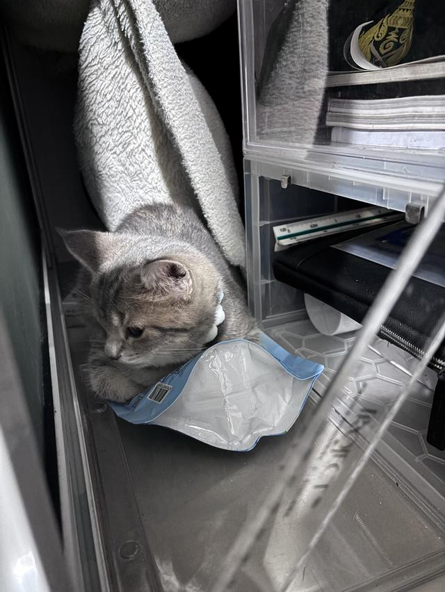 ขายแมว สก๊อตติช เพศ ชาย 3