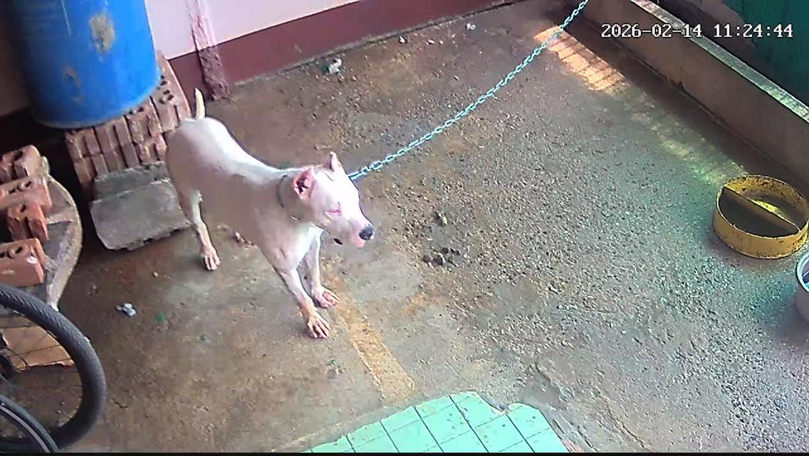 ขายพ่อแม่พันโดโกพร้อมกรง รูปที่ 2