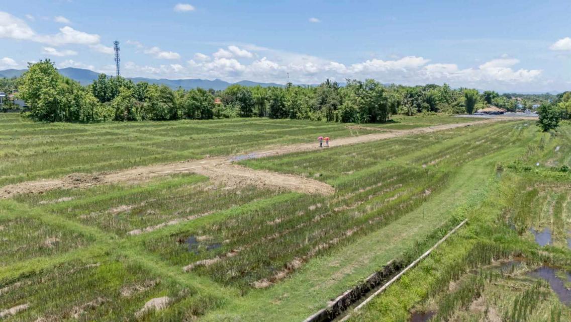 ขายที่ดิน ราคา3,980บาท/ตร.ว. ต.ป่าป้อง อ.ดอยสะเก็ด จ.เชียงใหม่ 8