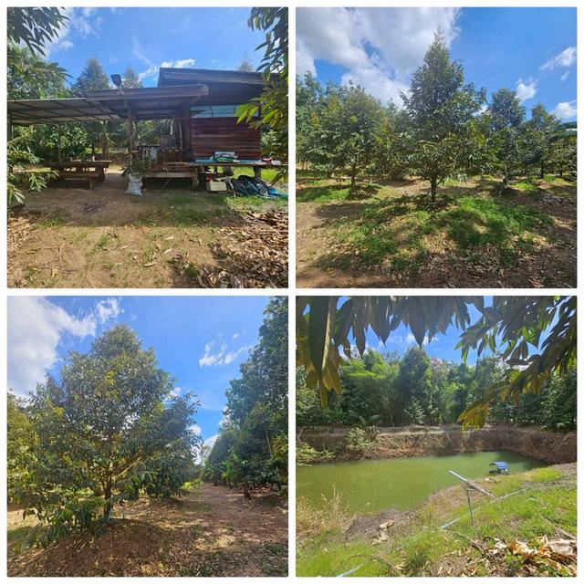 ขายสวนทุเรียนหมอนทอง จ.ระยอง ต้นสวยสมบูรณ์ 12