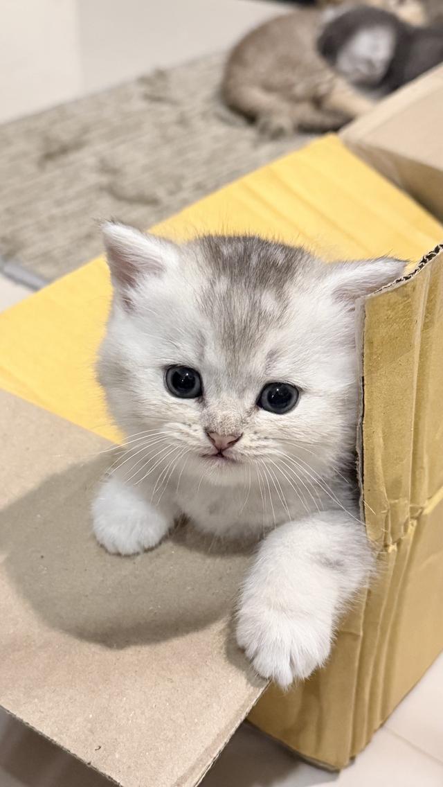 ขายลูกแมวสก็อตติช 2 เดือน เพศชาย🩵