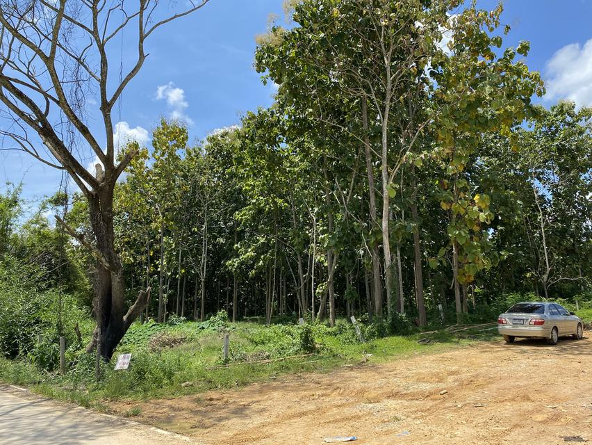 ที่ดินใกล้เส้นทางรถไฟความเร็วสูงสายใหม่เด่นชัยเชียงของพร้อมต้นสักอายุ 15-20 ปี 3