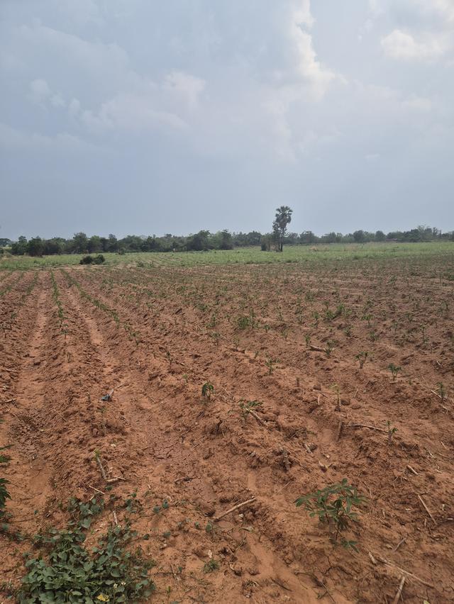 ขายที่ดิน 83 ไร่ ไร่ละ150,000 บาทต.พังเทียม อ.พระทองคำ จ.นครราชสีมา ที่ดินแปลงใหญ่ ทำเลดี เหมาะทำเกษตร รีสอร์ต หรือเก็งกำไรในอนาคต ✅ สามารถแบ่งขายได้ 5