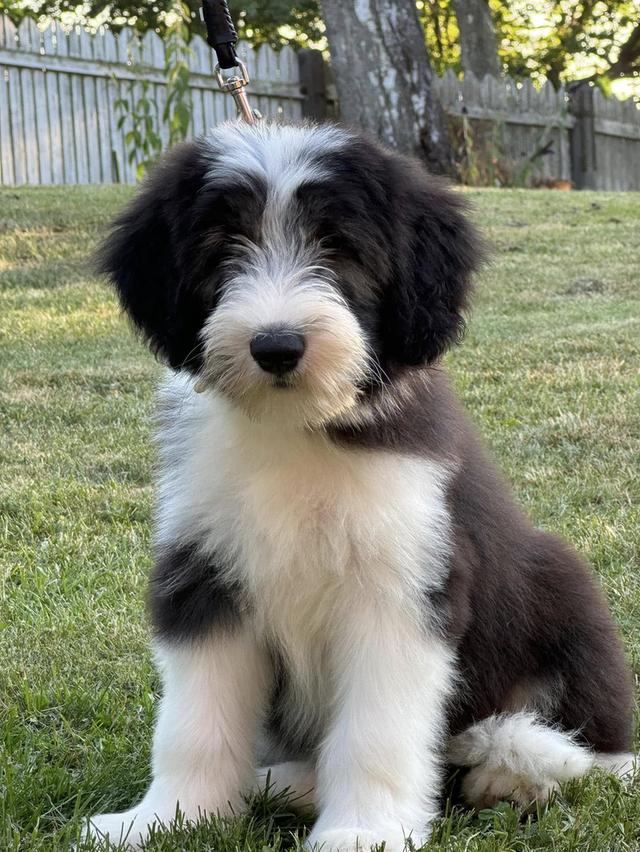 Bearded Collie Puppies