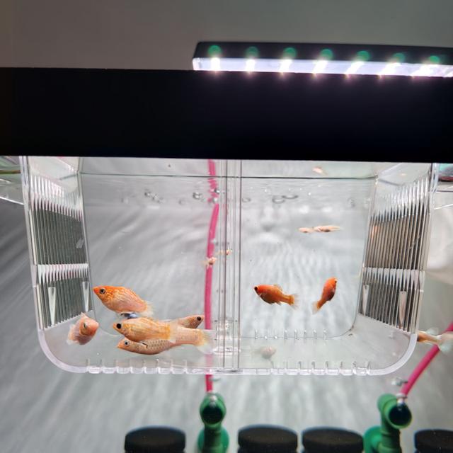 ลูกปลาบอลลูนส้มแพลตตินั่ม รูปที่ 6