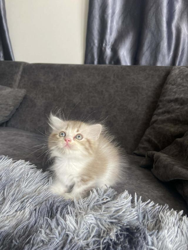 แมวพันธุ์มันช์กิ้นขาสั้นเพศหญิง