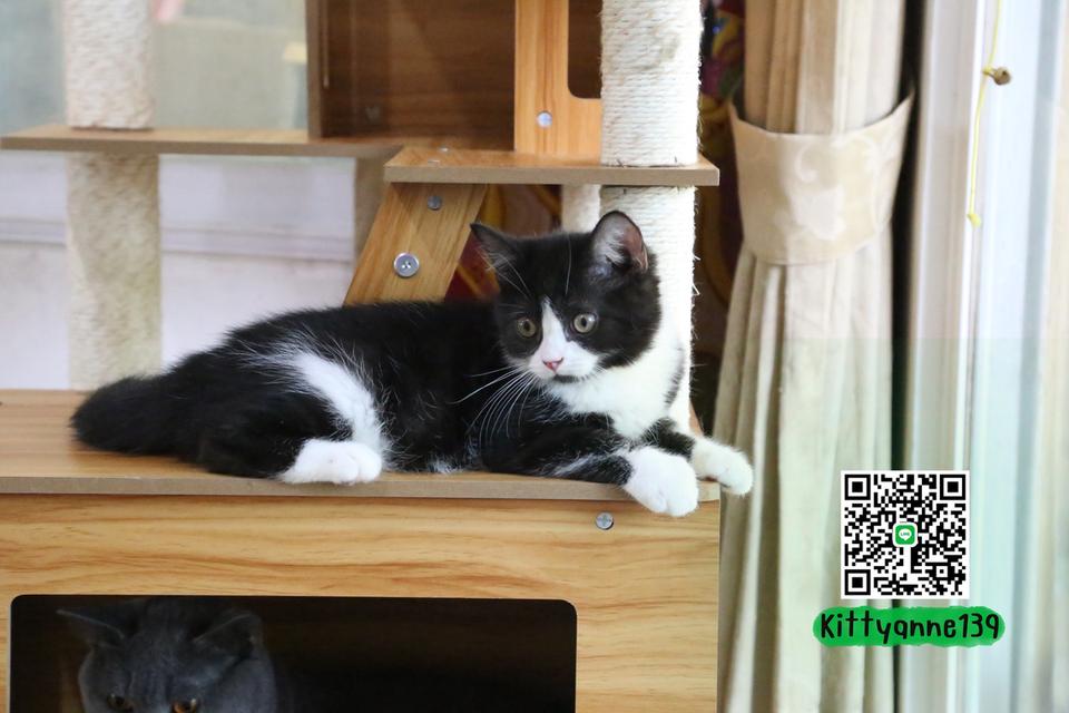 ลูกแมวบริติชหิมาลายันพร้อมย้ายบ้าน รูปที่ 17