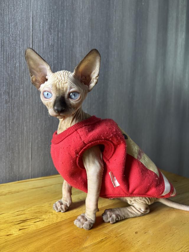 🤍White Sphynx kitten💙