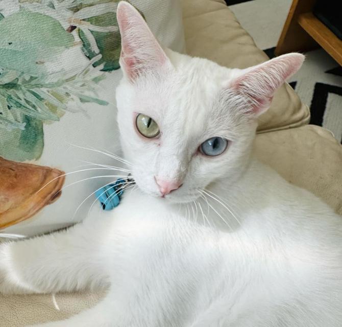แมวขาวมณีตาสองสี สุดน่ารัก 2
