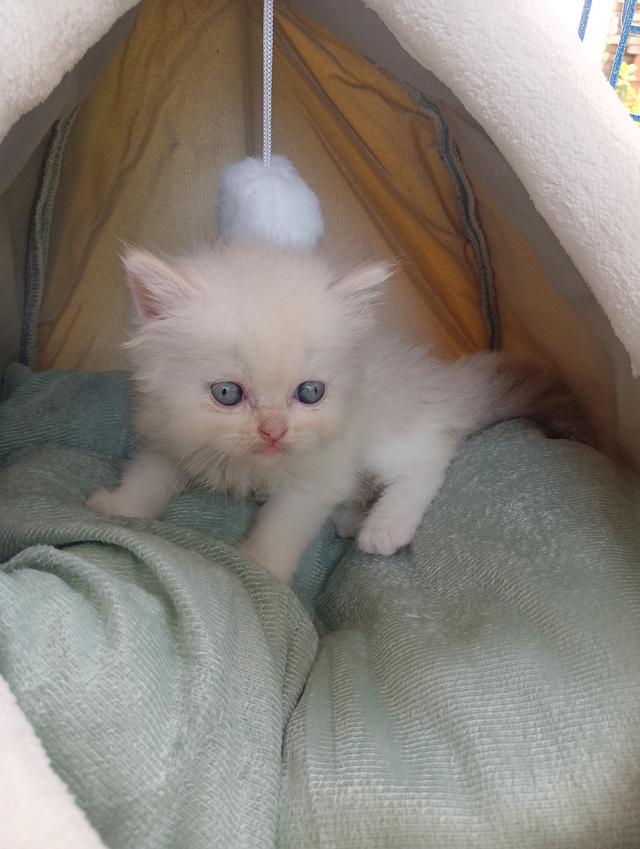 สก็อตติชเพศเมีย น่ารัก