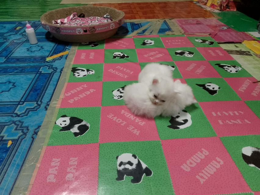 ลูกแมวเปอร์เซีย  อายุ1เดือน กับ 10วัน รูปที่ 5