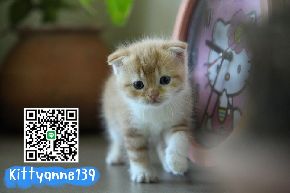 แมวสก็อตติชบริติชแท้ 7