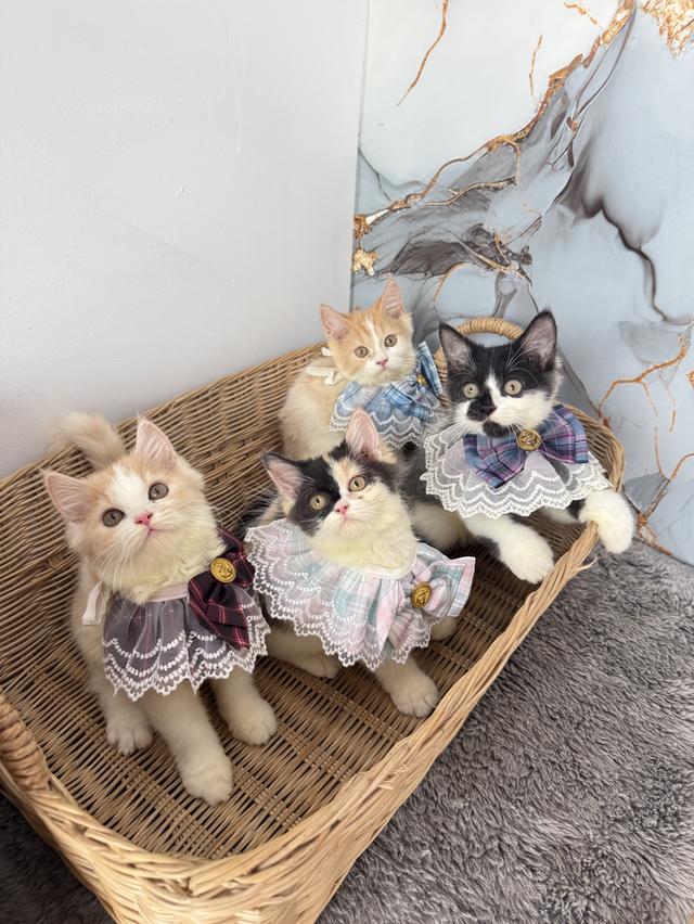 แมวสายพันธุ์เปอร์เซีย