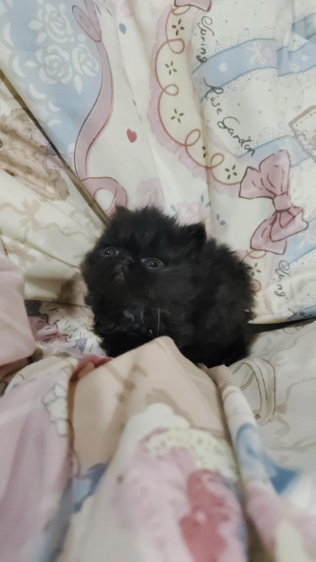 แมวเอ็กโซติกขนยาวแท้ 11