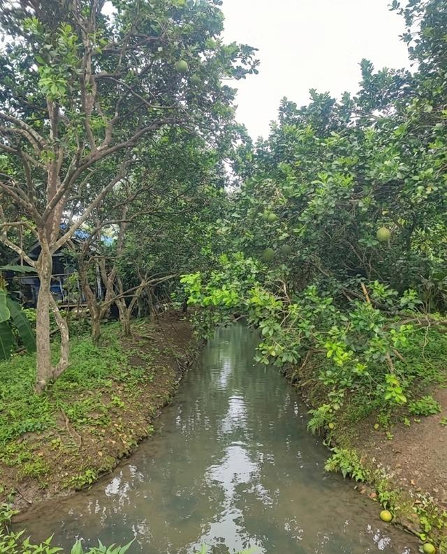 ขายที่ดินสวนส้มโอ 3ไร่ 1งาน อำเภอบางคนที จังหวัดสมุทรสงคราม ที่สวย หน้ากว้างติดถนน 5