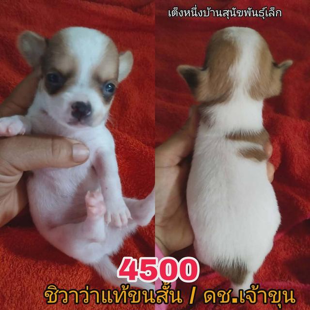 ด่วน !! ชิวาว่าเเท้ ขนสั้น ขนยาว ช.ล้วน ไซส์เล็ก ราคารวมวัคซีนถ่ายพยาธิ