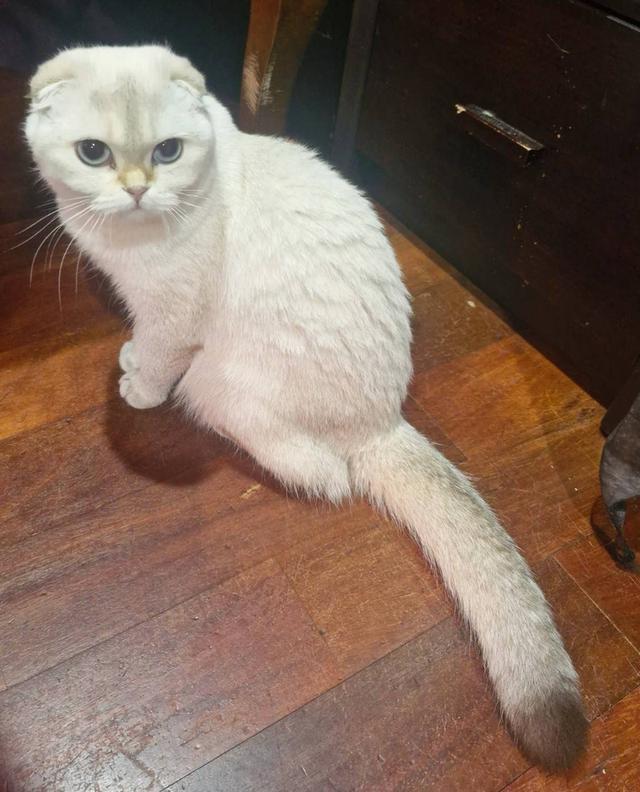 สก๊อตทิช โฟลด์ (Scottish fold) 6