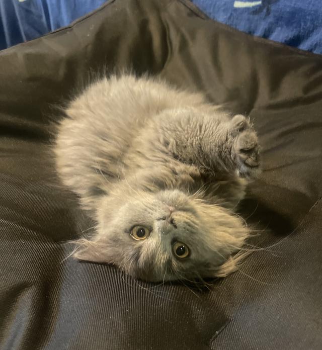 แมวบ้านนี้ขี้อ้อน(เด็กชาย3เดือน) พร้อมย้ายบ้าน รูปที่ 3