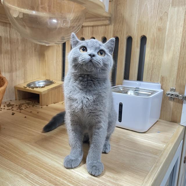 แมวมันช์กิ้นขายาวเพศชาย 7