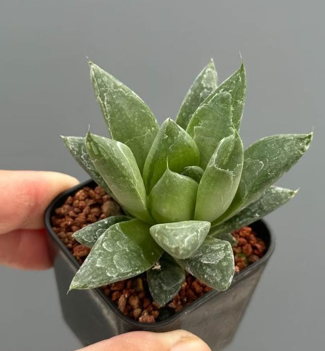 กุหลาบหินพันธุ์ Haworthia ราคาน่ารัก 3