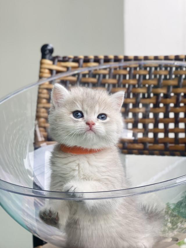 ดช.บริติช (น้องกวิน)