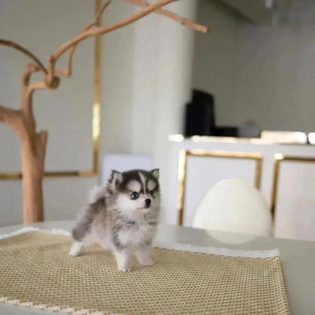 Pomsky Puppies Available