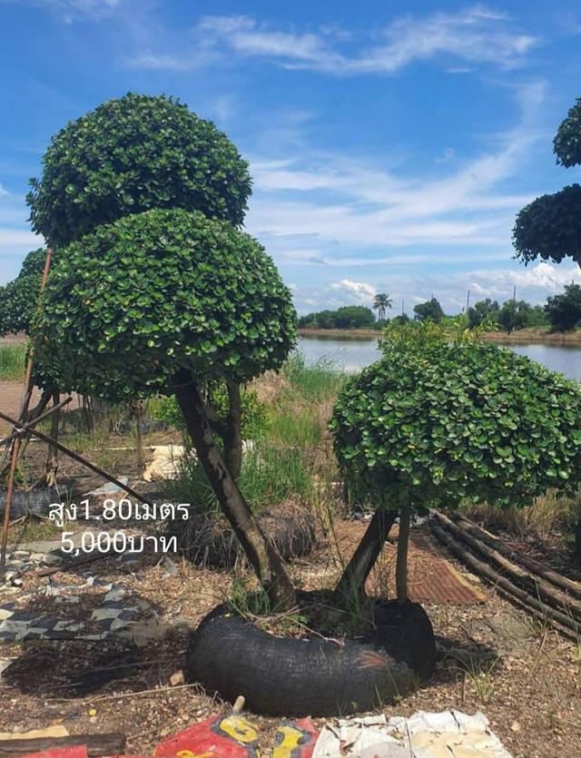 ไทรต่อยอดช้อนเงินช้อนทอง รูปที่ 11