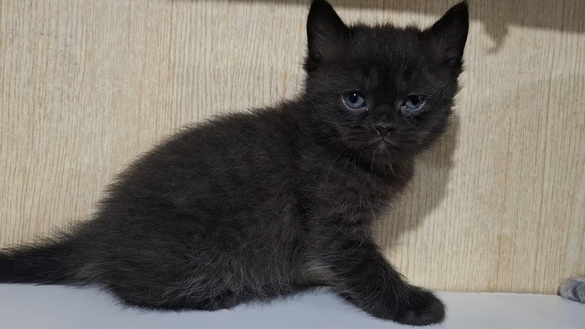 ลูกแมวบริติช British Shorthair , British Longhair รูปที่ 6