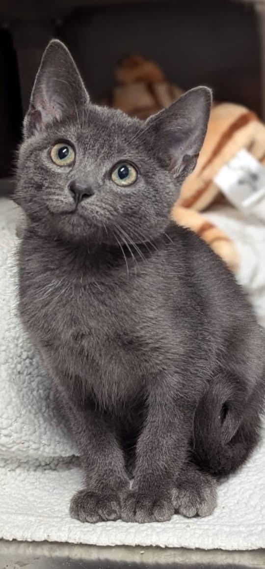 ลูกแมว Russian Blue พันธุ์แท้ 2