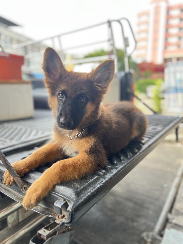 สุนัขเยอรมันเชฟเพริด