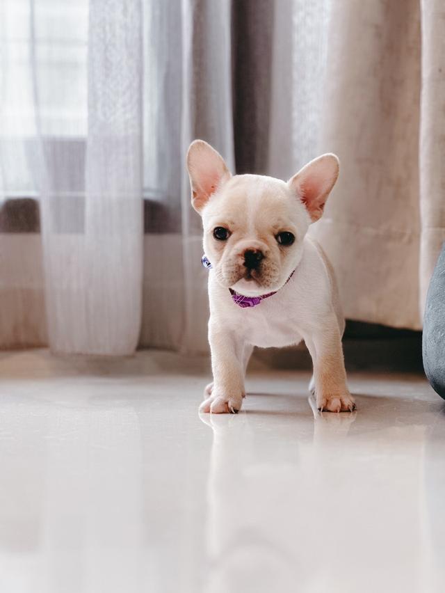 French Bulldog สายเลือดแชมป์ 5