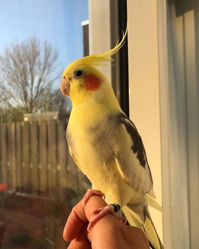 นกค็อกคาเทล สีเหลืองน่ารัก 3