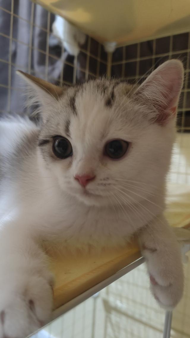 Scottish Fold (boy)
