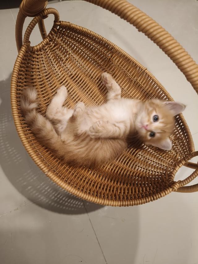 เด็กชายสก๊อตติช  ว่างหาบ้าน ราคาเบาๆๆๆ🏡💚🏠 3