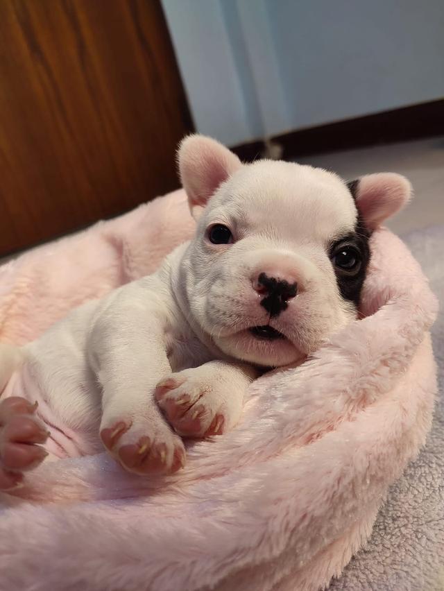 ลูกหมา French Bulldog ตัวเมีย 1