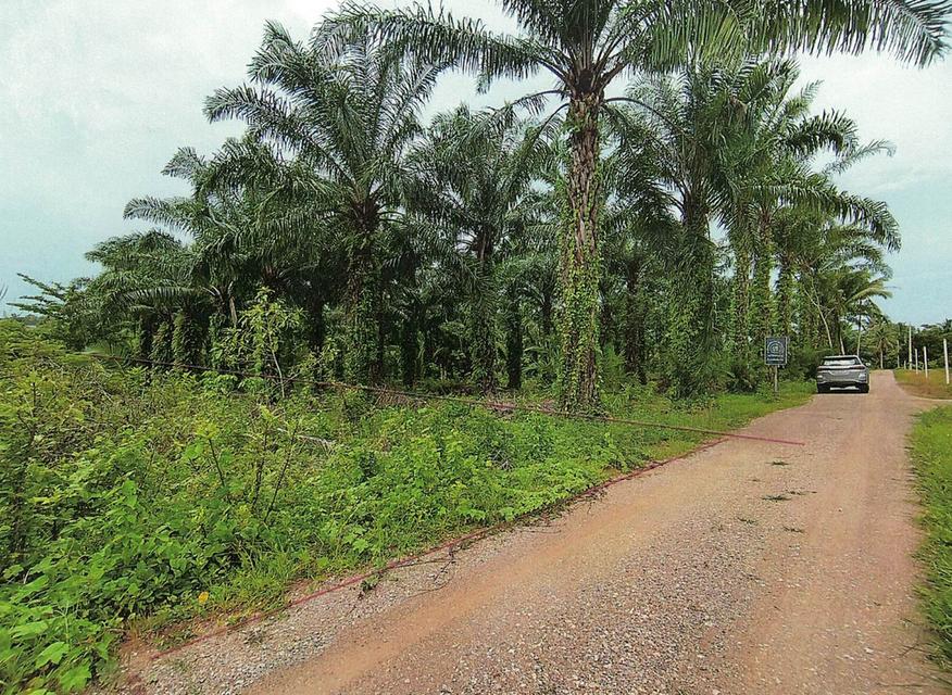 ขายที่ดินเปล่าในเมืองชุมพร เนื้อที่ 7 ไร่ใกล้ทางหลวง 1